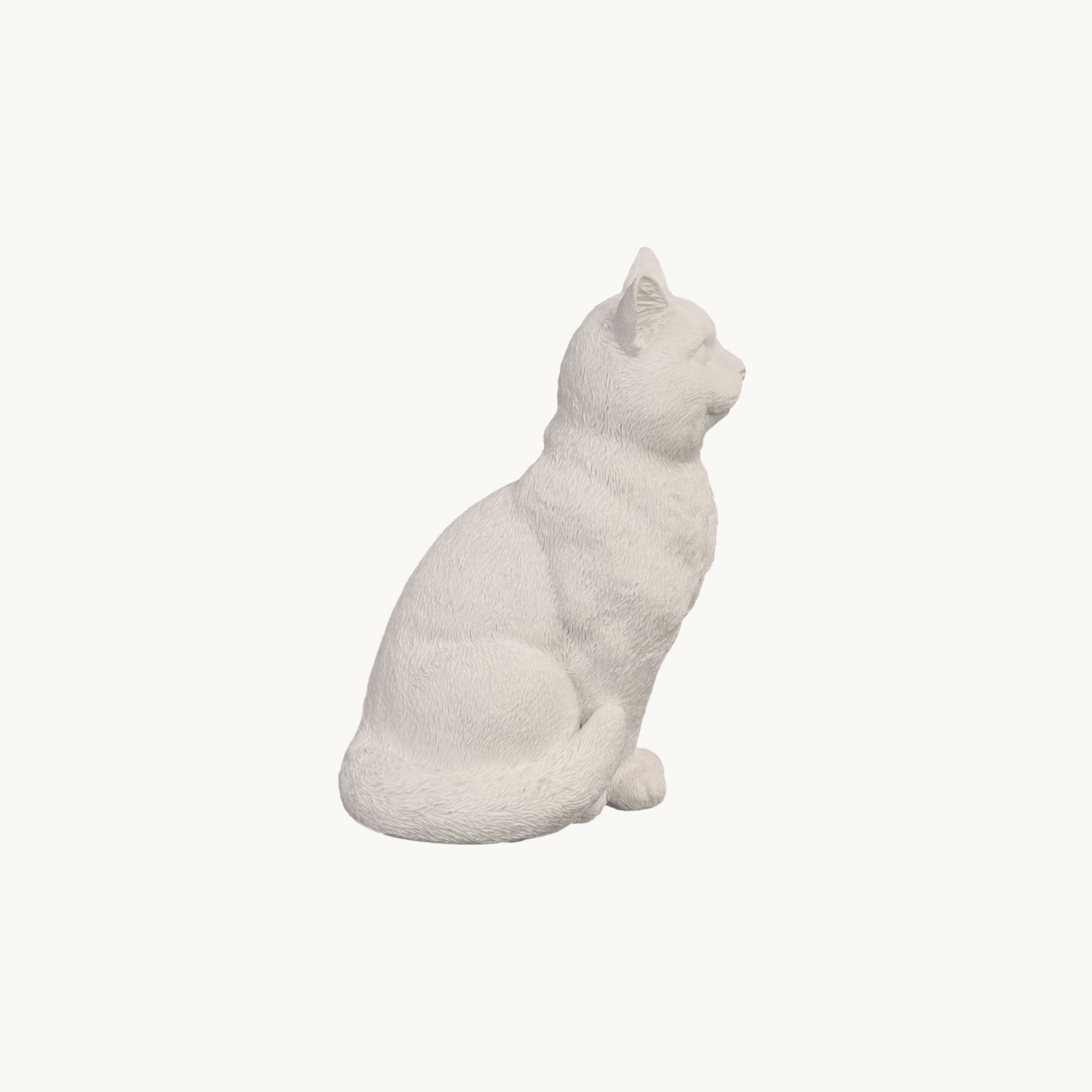 British Shorthair Cat| Classic White