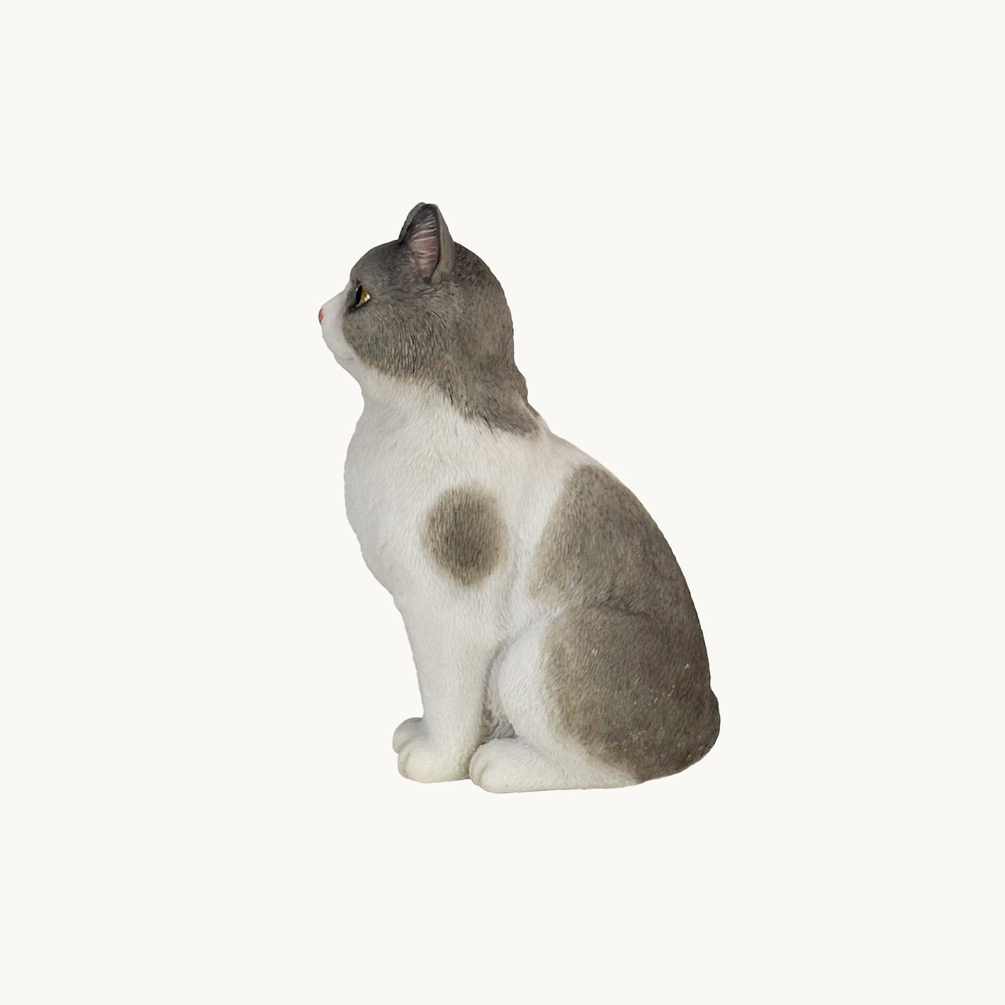 British Shorthair Cat| Custom Color Edition