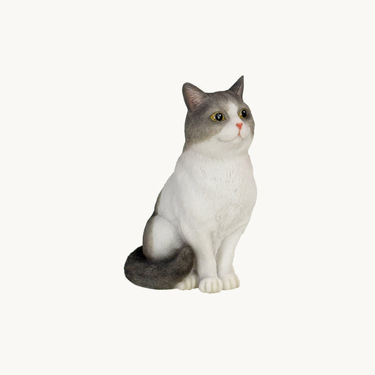 British Shorthair Cat| Custom Color Edition