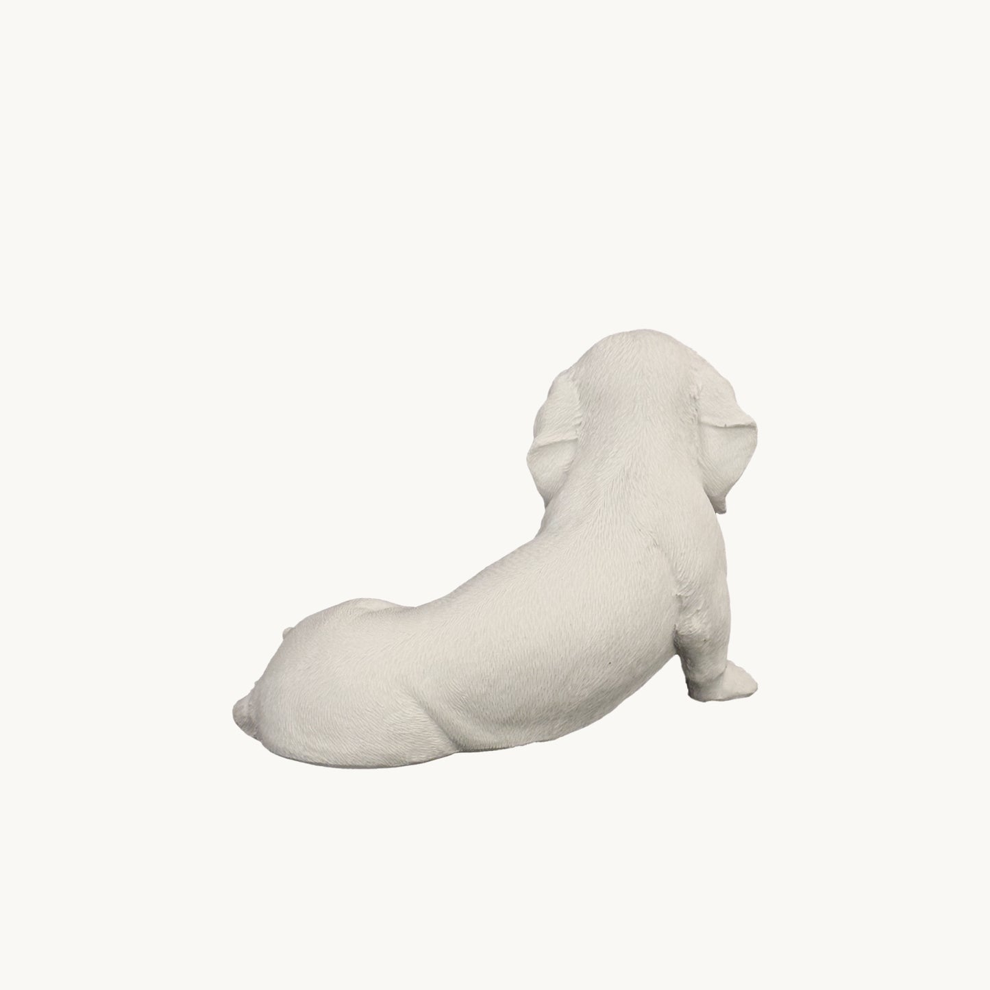 Dachshund| Classic White