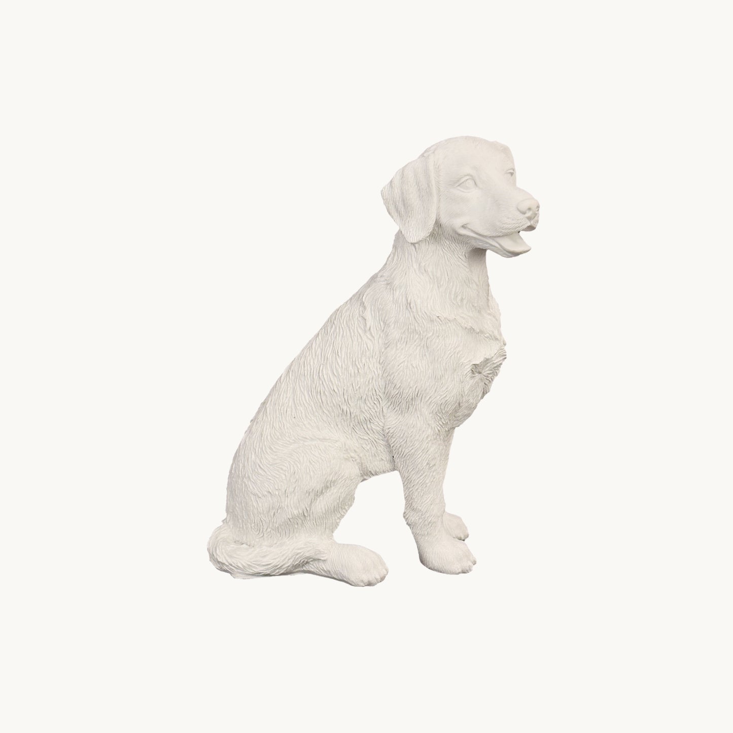 Labrador Retriever| Classic White