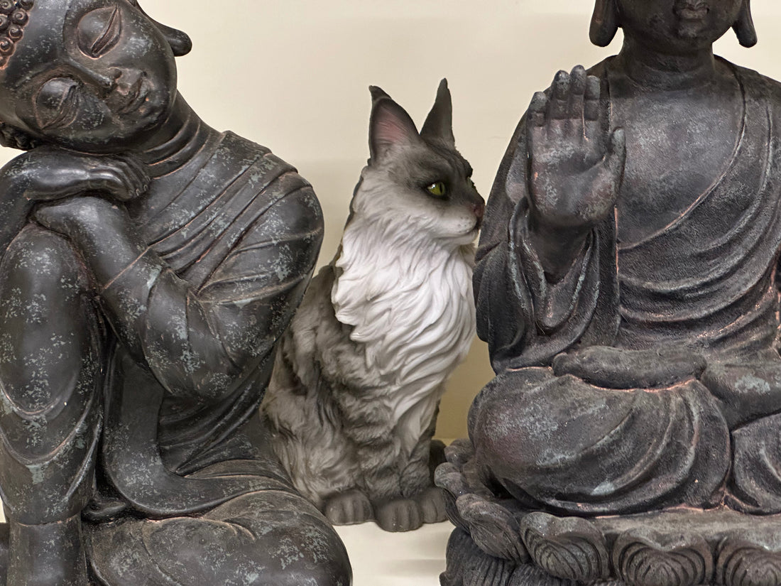 Some say cats understand silence better than we do
