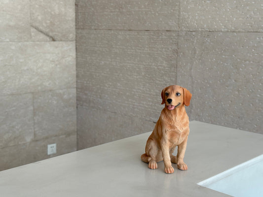 Our Four-Legged Receptionist — Meet the real boss of the front door