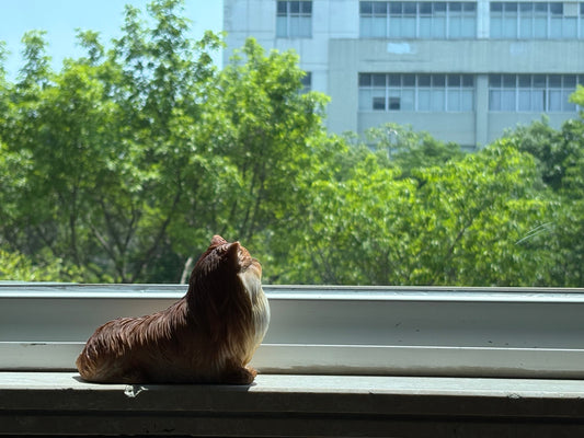 The Quietest Companion - A Persian cat’s memory, still watching the green outside