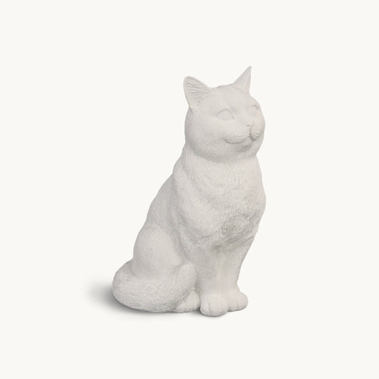 American Shorthair Cat| Classic White