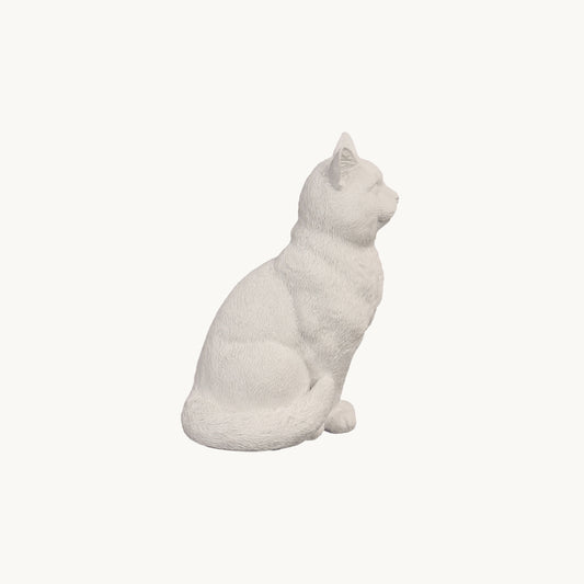 British Shorthair Cat| Classic White