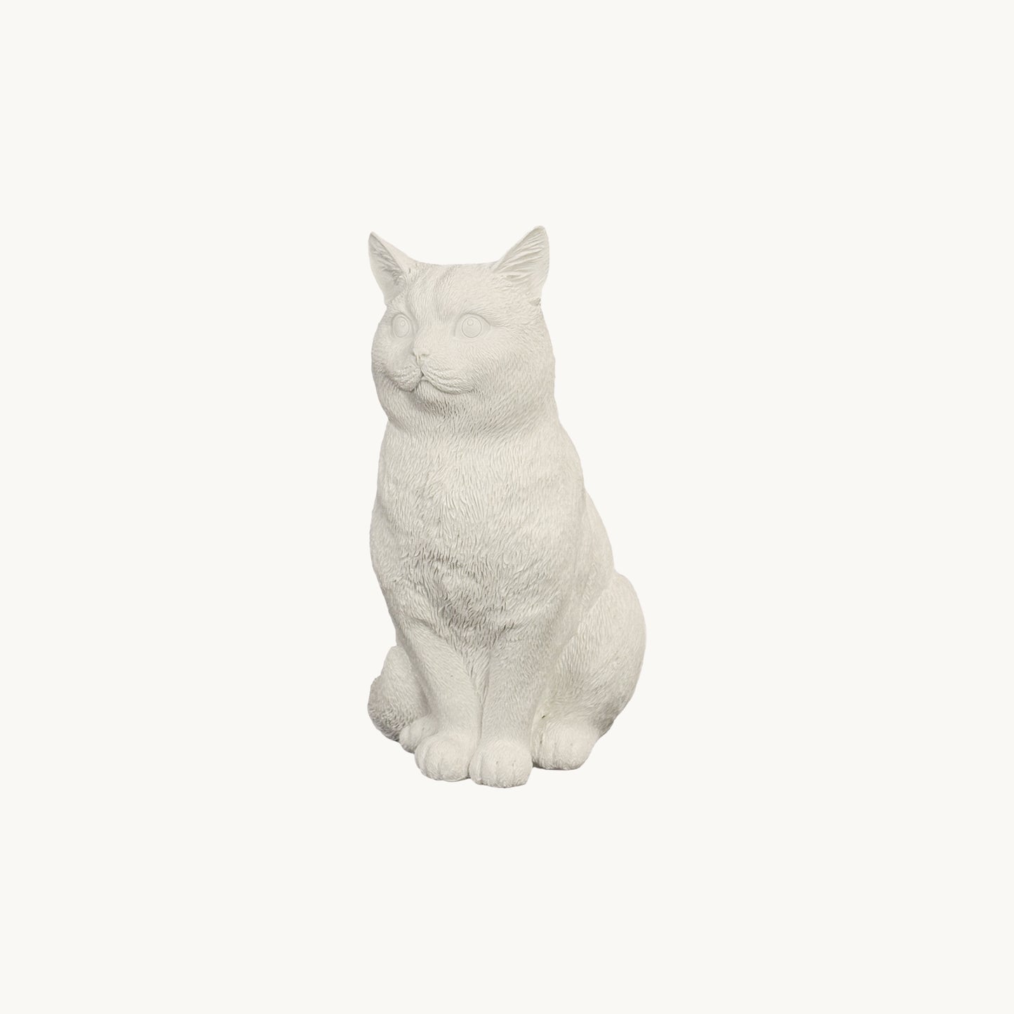 American Shorthair Cat| Classic White