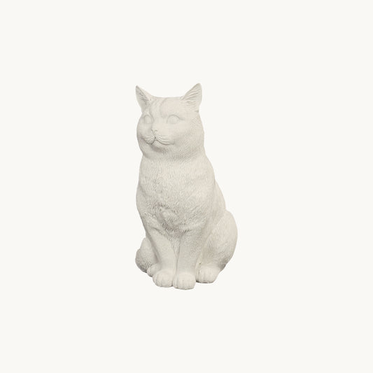 American Shorthair Cat| Classic White