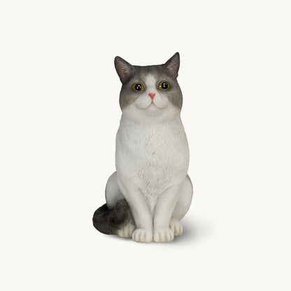 British Shorthair Cat| Custom Color Edition