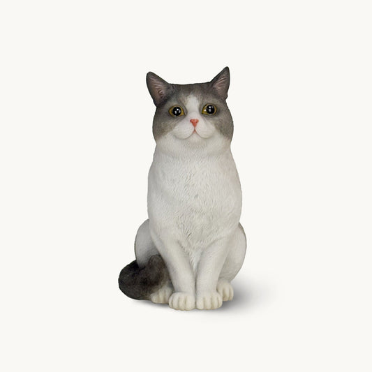 British Shorthair Cat| Custom Color Edition