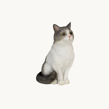 British Shorthair Cat| Custom Color Edition