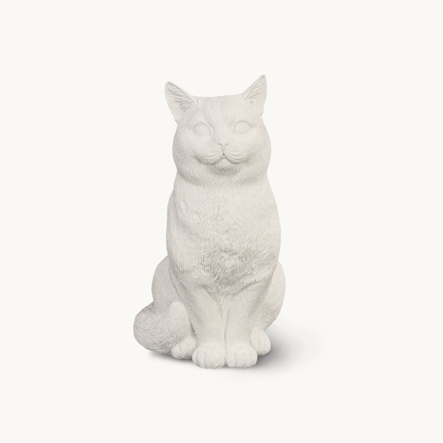 British Shorthair Cat| Classic White