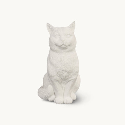 British Shorthair Cat| Classic White