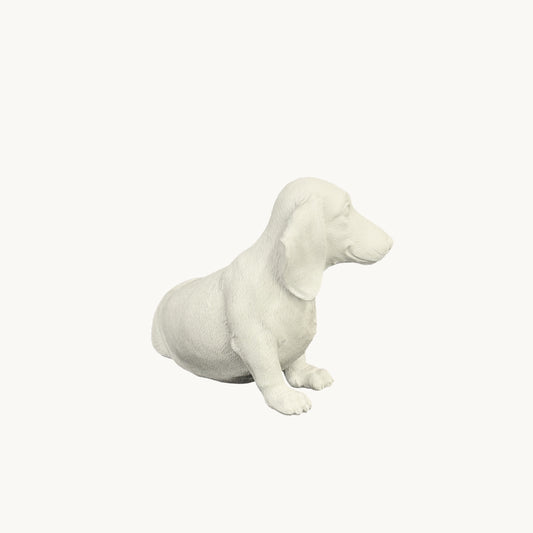 Dachshund| Classic White
