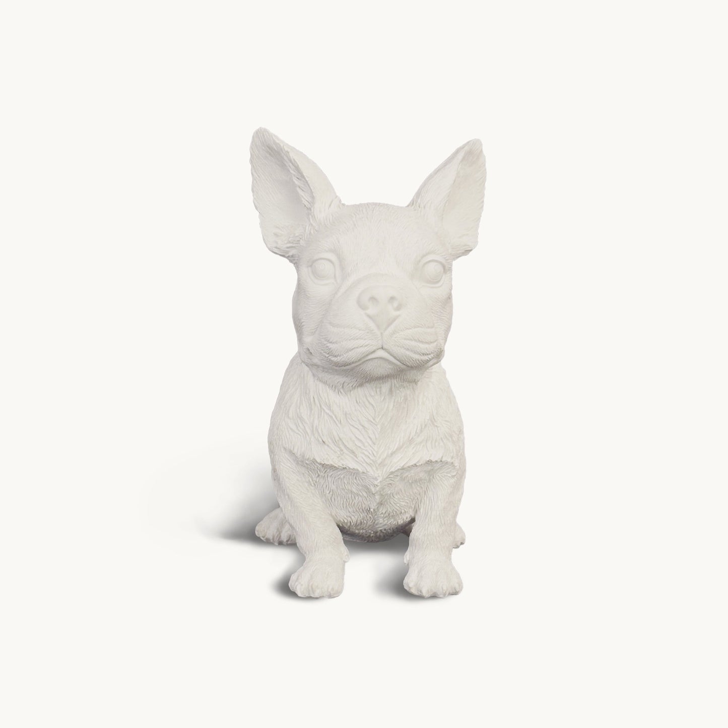 French Bulldog| Classic White