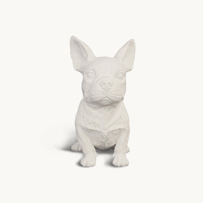 French Bulldog| Classic White