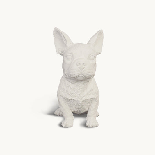 French Bulldog| Classic White