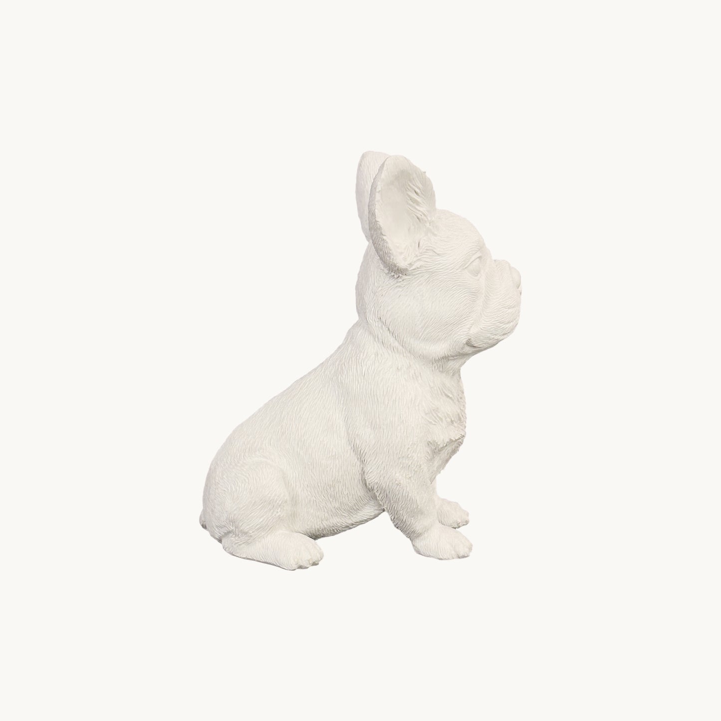 French Bulldog| Classic White