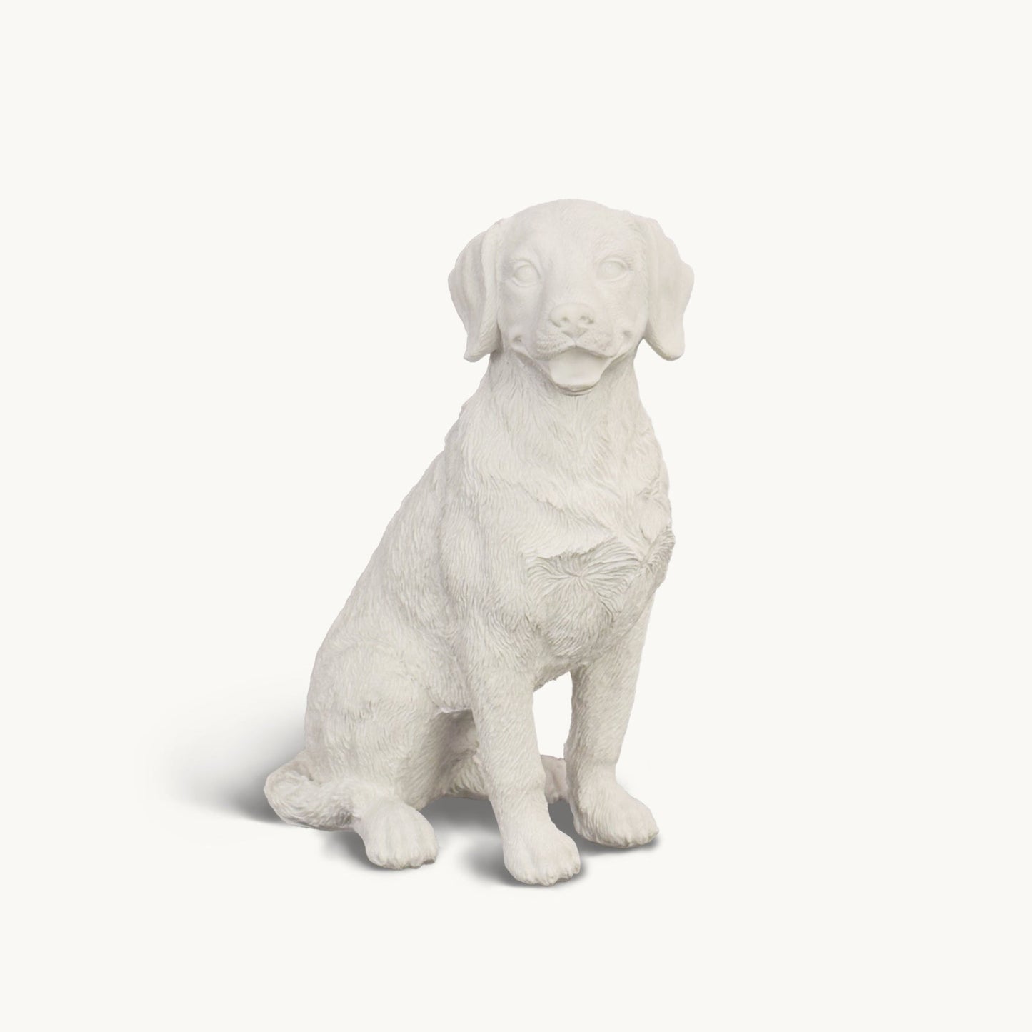 Labrador Retriever| Classic White