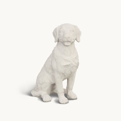 Labrador Retriever| Classic White