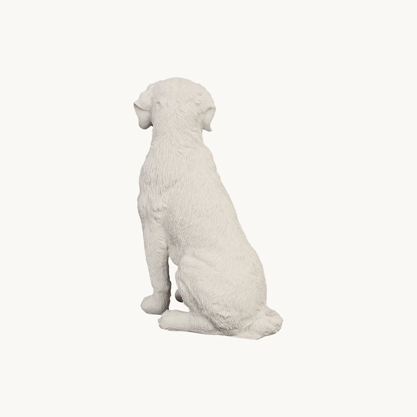 Labrador Retriever| Classic White