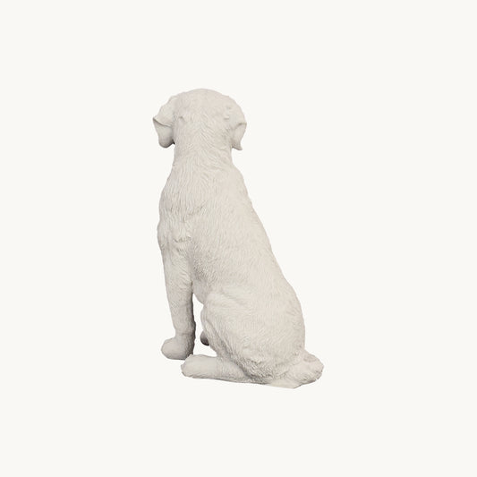 Labrador Retriever| Classic White