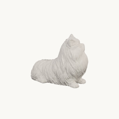 Persian Cat| Classic White