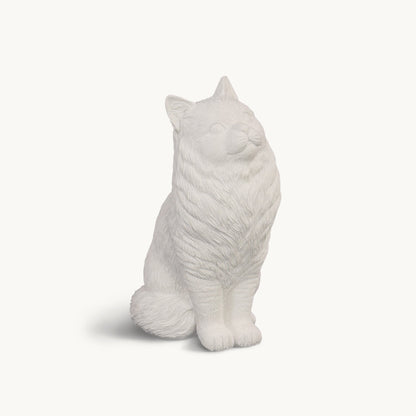 Ragdoll Cat| Classic White