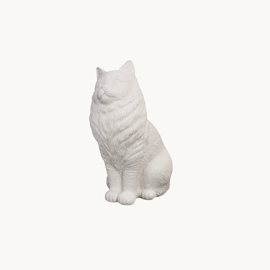 Ragdoll Cat| Classic White